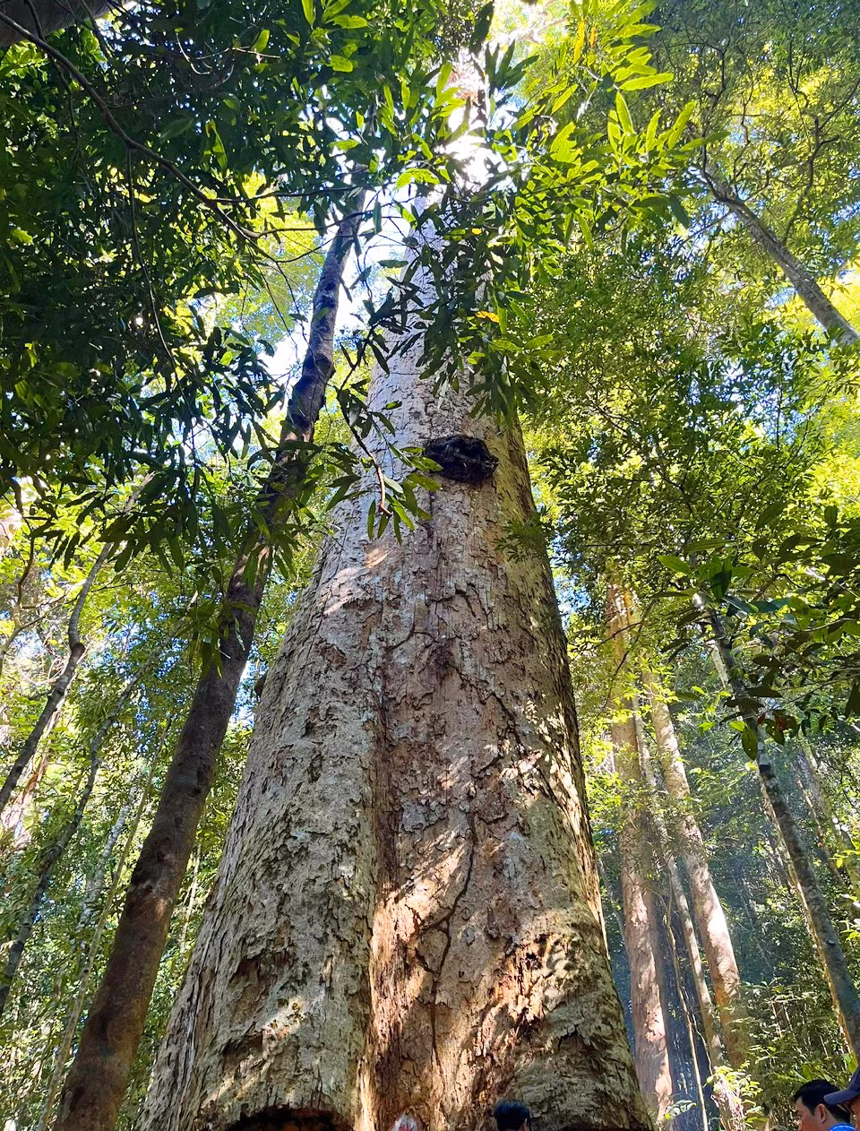 Được biết đến với kích thước ấn tượng, cây sao cát ngàn năm tuổi này có đường kính gốc hơn 4m, cao trên 35m tại thôn Kon Pring, xã Ngọc Tụ.