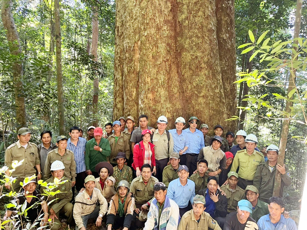 Cây sao cát bị cưa sâu vào gốc, từng bị đe dọa nhưng đã được bảo vệ bởi cộng đồng người Xơ Đăng trong khu vực. Họ tin rằng cây này là của thần linh, không ai được xâm phạm.