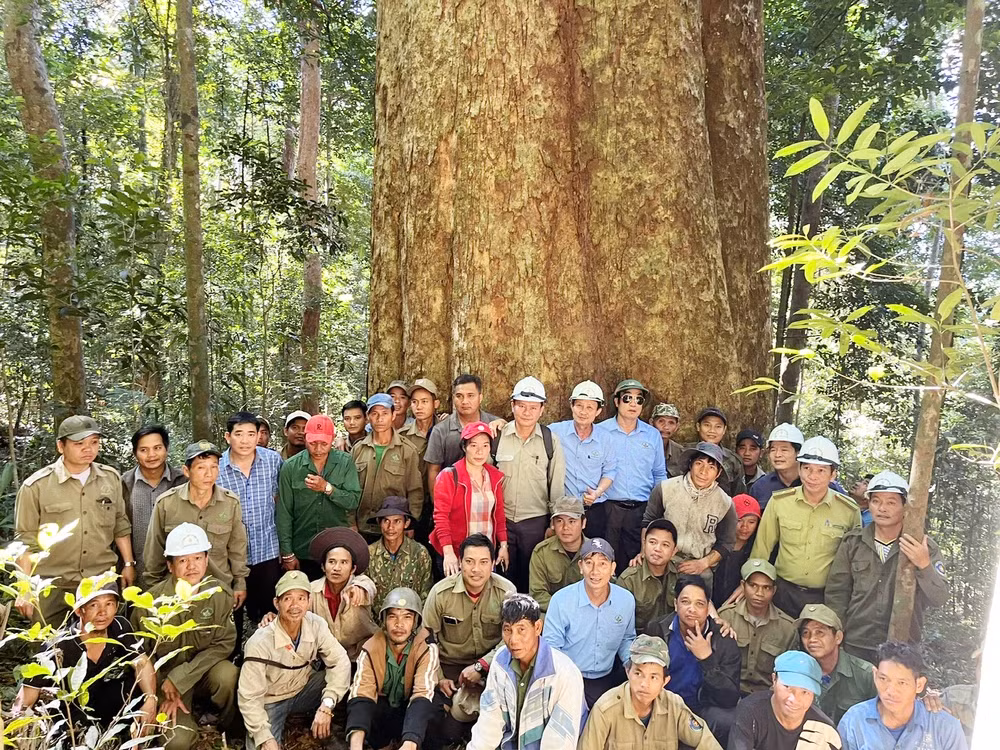 Cây sao cát bị cưa sâu vào gốc, từng bị đe dọa nhưng đã được bảo vệ bởi cộng đồng người Xơ Đăng trong khu vực. Họ tin rằng cây này là của thần linh, không ai được xâm phạm.