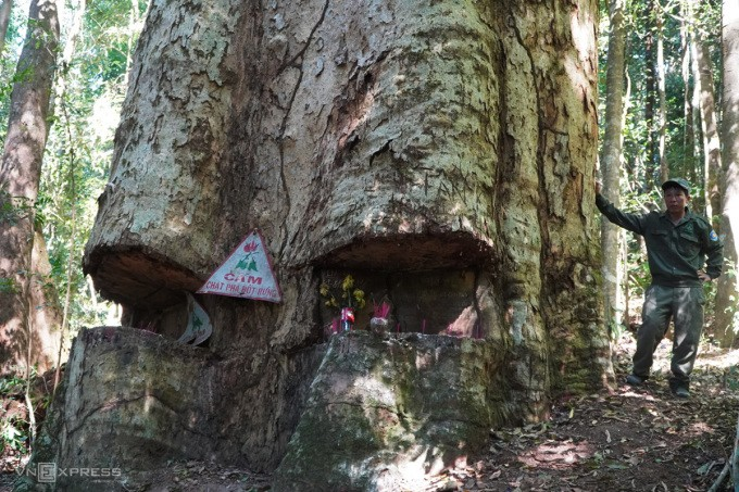 Một cam kết đã được ký bởi cộng đồng dân cư và các cơ quan để bảo vệ rừng dưới gốc cây sao cát ngàn năm tuổi này. Lực lượng bảo vệ rừng cùng cộng đồng địa phương tham gia vào việc bảo vệ cây sao cát và rừng xung quanh, thường xuyên tuần tra và bảo vệ cánh rừng nghiêm ngặt. (Ảnh: vnexpress)