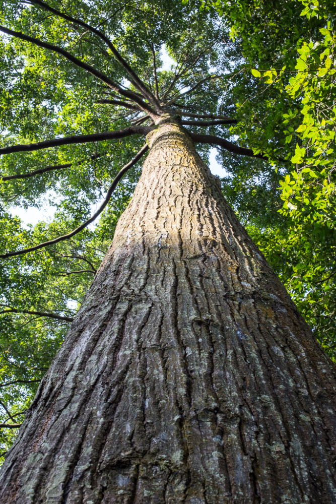 Sao cát là giống cây thân gỗ lớn thẳng, thuôn dài, cao từ 20 – 30m. Trong điều kiện thích hợp cao tới 35m. Thân cây có các lằn nứt dọc theo sớ, màu đen. Lõi gỗ bên trong có màu hơi nâu hơi đỏ. Tán lá rậm rạp có hình chóp, cành nhánh to, dài, mọc thẳng đứng.