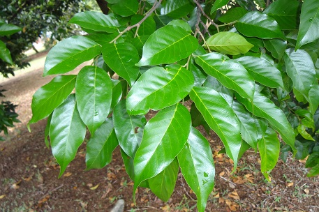 Lá cây sao cát có hình trái xoan, thuôn, đáy tròn và đỉnh nhọn ngắn. Lá dài từ 7-17 cm, rộng 5-9 cm. Mặt trên lá có màu xanh bóng, mặt dưới mịn màu xanh nhạt hơn. Gân chính rõ, với khoảng 7-10 đôi gân phụ. Nách gân của đáy lá có các túm lông nhỏ.