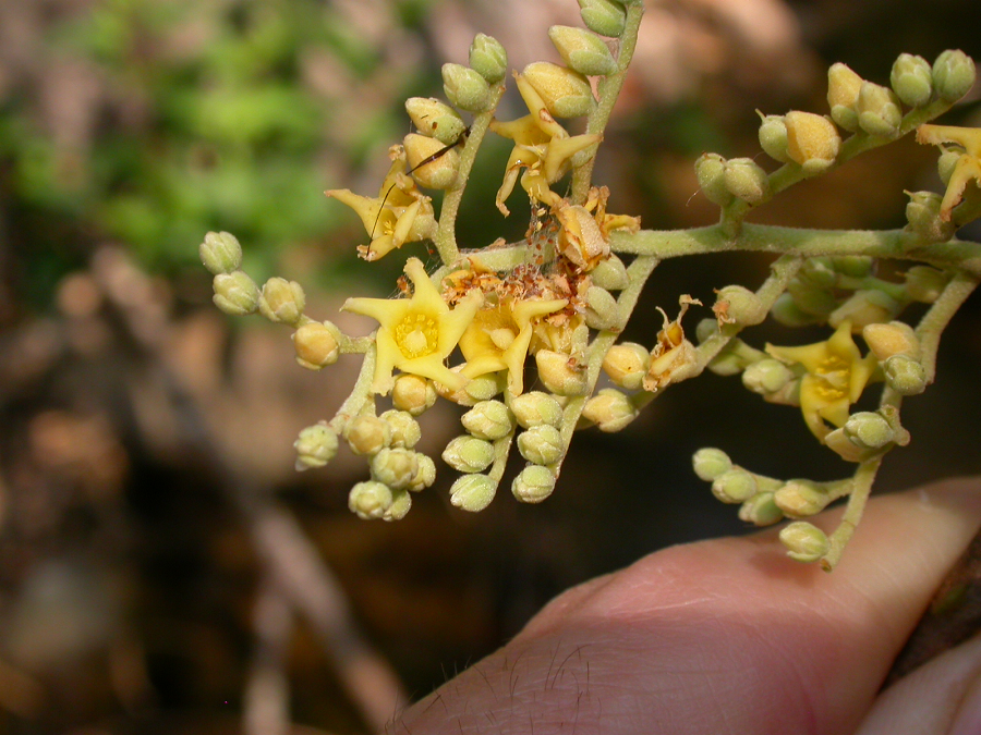 Hoa nhỏ, màu trắng, hình ngôi sao. Hoa mọc thành chùm khoảng 11-12 nhánh, mỗi nhánh có từ 4-6 hoa nhỏ.