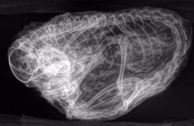 Xác ướp quái thú này khi chụp X-quang khiến các nhà khoa học vô cùng phấn khích.