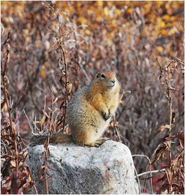 Sau khi chụp X-quang, họ nhận ra đó là một con sóc đất Bắc Cực cổ đại thuộc chi Urocitellus parryii. Điều đặc biệt là nó giống với sóc đất Bắc Cực hiện đại. Sóc này sống trên địa hình Bắc Cực ở cả hai bên eo biển Bering.