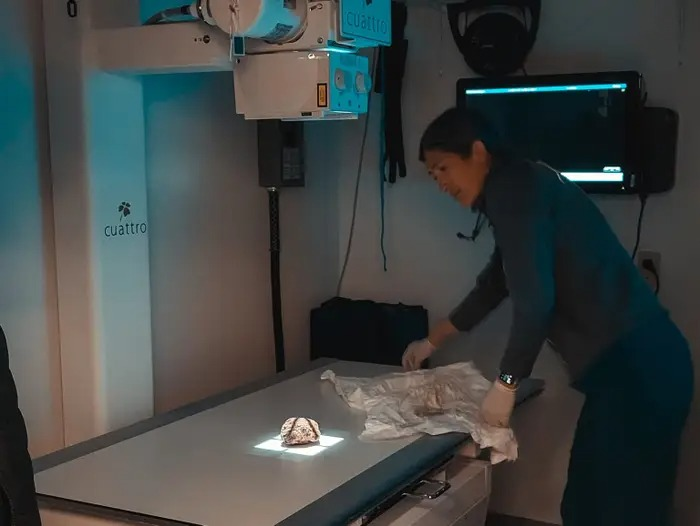 Xác ướp này được đặt tên là "Hester" theo tên khu vực nó được tìm thấy. Các nhà khoa học tin rằng Hester đã chết khi đang ngủ đông, một phần tự nhiên của sóc đất Bắc Cực.