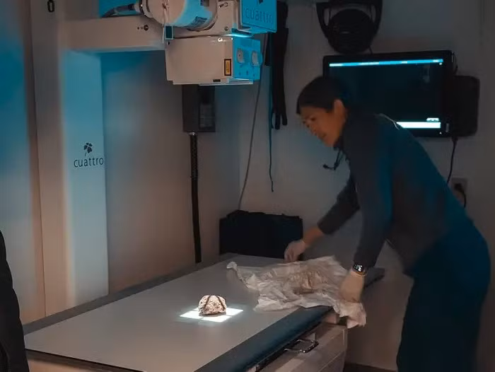 Xác ướp này được đặt tên là "Hester" theo tên khu vực nó được tìm thấy. Các nhà khoa học tin rằng Hester đã chết khi đang ngủ đông, một phần tự nhiên của sóc đất Bắc Cực.