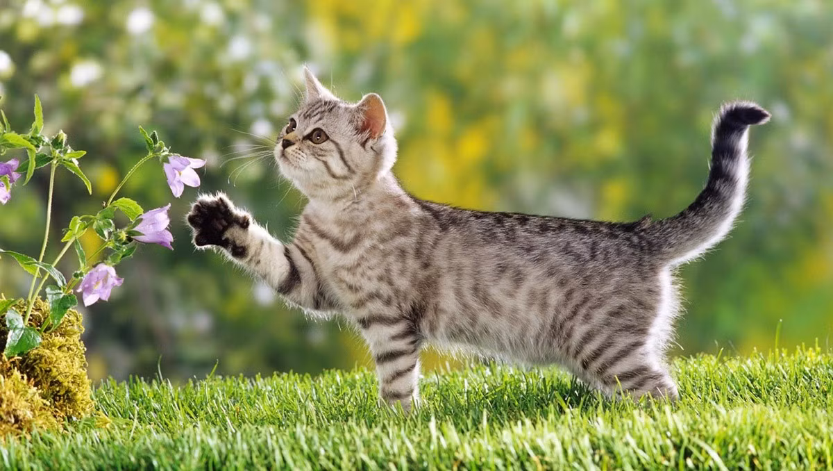 Trong mùa xuân tràn đầy hy vọng, những người bạn tuổi Mão "lây nhiễm" sự lạc quan này đến những người xung quanh, đồng thời truyền động lực mạnh mẽ vào sự thành công trong sự nghiệp của chính mình.