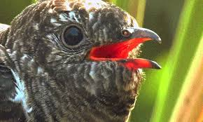 Chúng trưởng thành sẽ miễn nhiễm với độc tố của sâu, trong khi con non không có hệ thống miễn nhiễm, có thể gặp nguy hiểm khi ăn sâu độc.