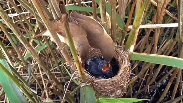 Do đó, chim tu hú mẹ phải nhờ các loài chim khác nuôi con của mình, tạo ra một mảnh ghép đặc biệt trong cuộc chiến sinh tồn và duy trì loài trong tự nhiên.