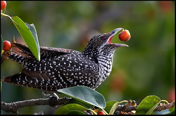 Chim non ban đầu có lông đen, sau khi thay lông, chúng trở nên giống chim mái.