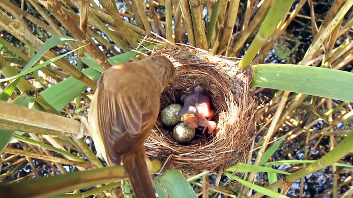 Loài chim này không có khả năng nuôi con do chúng ăn sâu, bao gồm cả sâu độc.