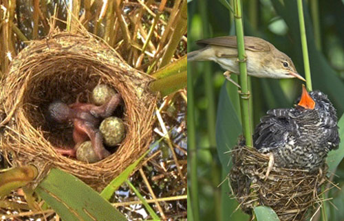 Trong mùa mưa, bà mẹ chim tu hú tìm một tổ chim chích để đẻ trứng và sau đó đẻ một quả trứng khác vào tổ đó.