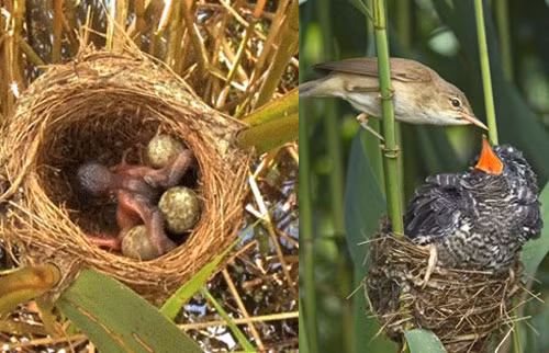 Trong mùa mưa, bà mẹ chim tu hú tìm một tổ chim chích để đẻ trứng và sau đó đẻ một quả trứng khác vào tổ đó.