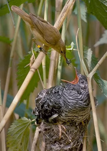 Con chim tu hú con sau khi nở ra, mặc dù còn đỏ hỏn, nhưng đã thể hiện bản lĩnh của một kẻ thủ ác bằng cách đẩy con chim chích non ra khỏi tổ để chiếm đoạt thức ăn.