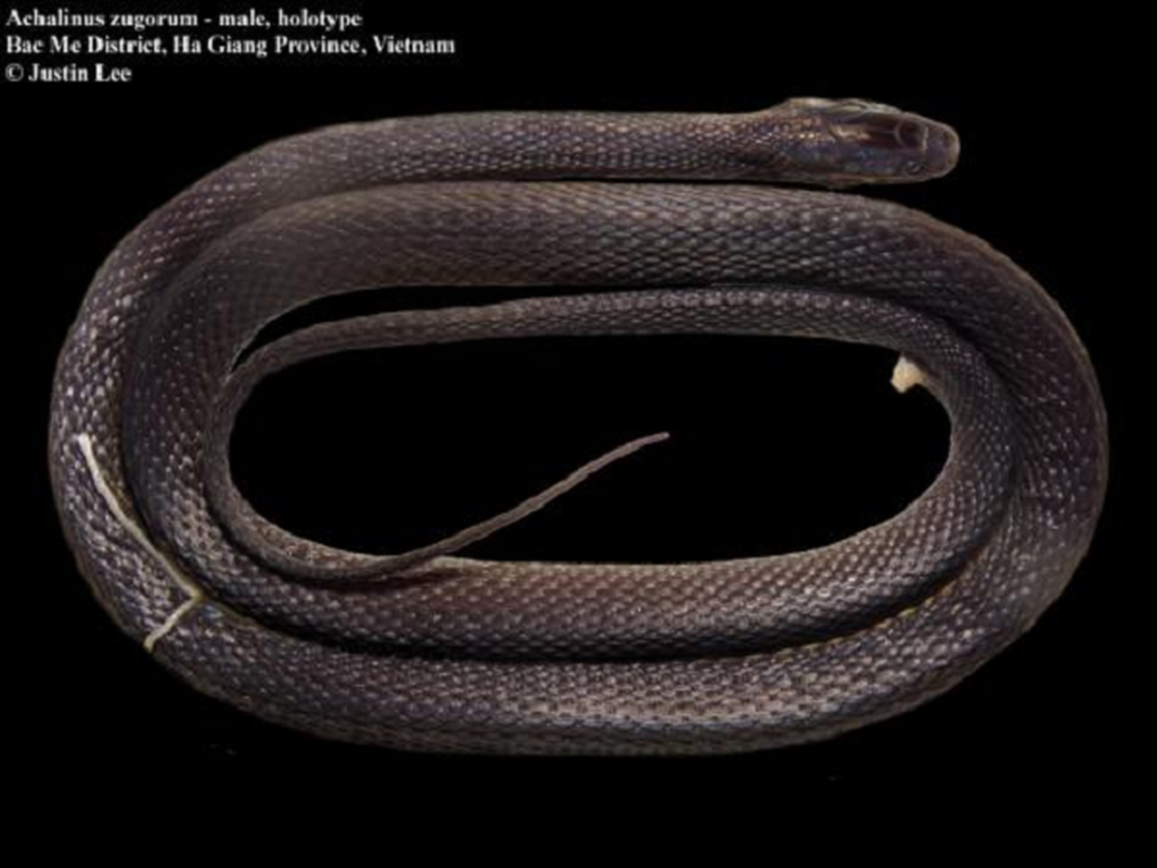 Con rắn này có màu sắc óng ánh, vảy chuyển đổi màu xanh lam và xanh lục dưới ánh sáng, với vảy nhỏ và hoa văn kỳ lạ, là một loài chưa từng được mô tả trước đó.