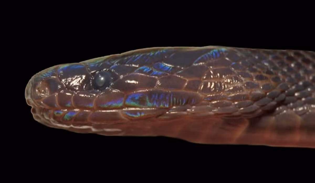 Loài rắn lạ này được phát hiện ở tỉnh Hà Giang, giáp Trung Quốc, chúng sống dưới mặt đất và không có cơ quan thụ cảm ánh sáng trong mắt.