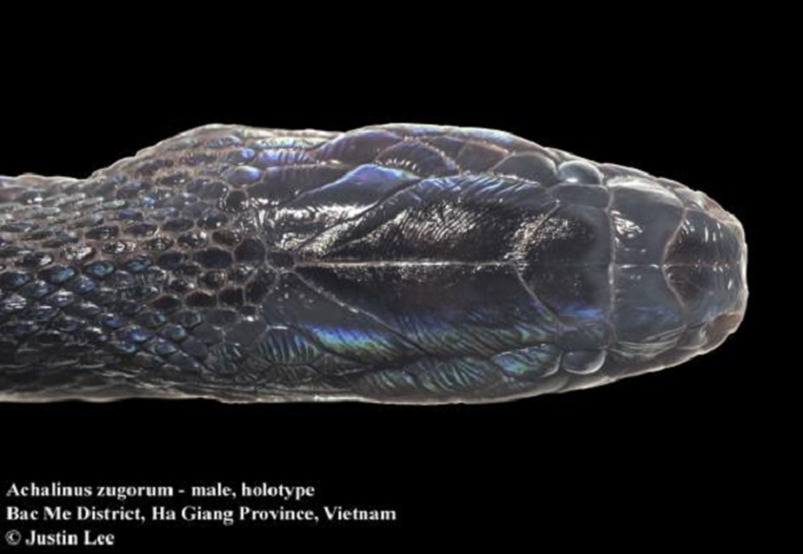 Các nhà khoa học gọi loài rắn này là Achalinus zugorum, một loài rắn vảy kỳ lạ được xem là quý hiếm vì vảy của chúng trải rộng ra thay vì chồng lên nhau như các loài khác.