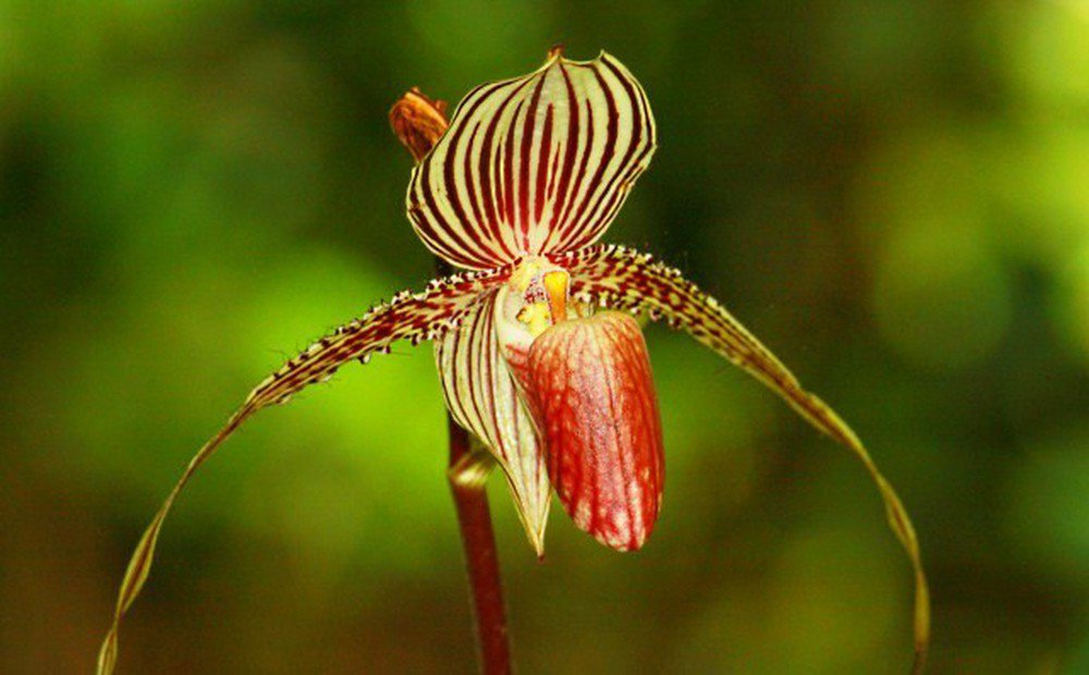 5. Phong lan Gold of Kinabalu: Loài hoa hiếm, chỉ được tìm thấy ở Vườn quốc gia Kinabalu của Malaysia, và có giá khoảng 136 triệu đồng.