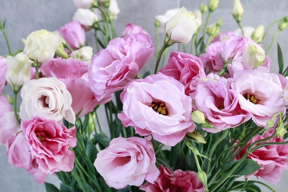 7. Hoa Lisianthus: Loài hoa đắt đỏ này chỉ nở một lần mỗi năm, có thể được tìm thấy ở Mexico, Caribbean và Bắc Nam Mỹ. Mỗi bó hoa có giá từ 32-35 đô la.