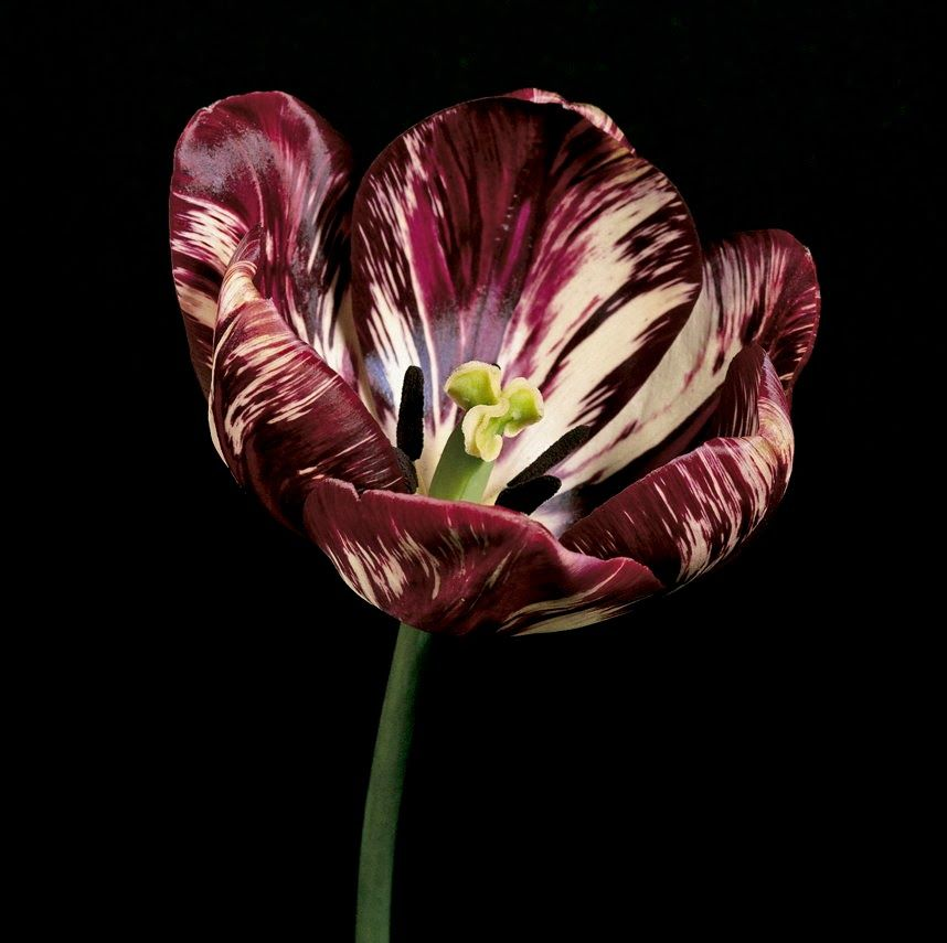 8. Tulip Semper Augustus: Loài hoa biểu tượng của Hà Lan, với giá bán khoảng 5.700 USD/bó.
