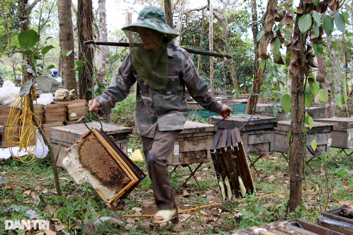 Do đặc thù nghề nghiệp, chăn ong theo những mùa hoa nên người nuôi ong thường đến từ nhiều tỉnh khác lựa chọn đón Tết Nguyên đán tại Đắk Nông.