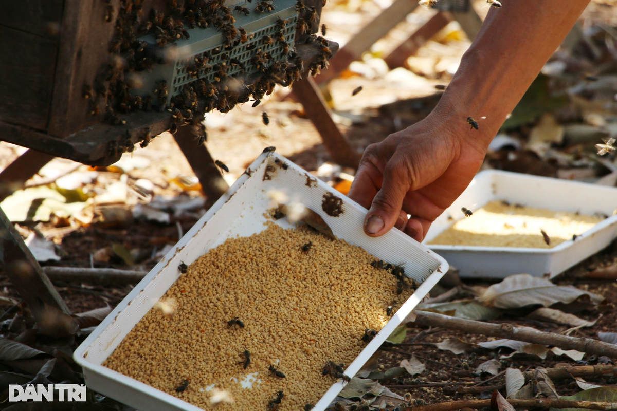 " Cuối năm là thời điểm hoa cà phê, hoa điều và nhiều loại hoa dại nở, là nguồn thức ăn dồi dào cho ong. Từ sáng sớm, ong sẽ đi làm phấn. Khi bắt đầu có ánh nắng mặt trời, ong mới đi lấy mật về tổ", anh Huệ chia sẻ về thói quen của bầy ong.