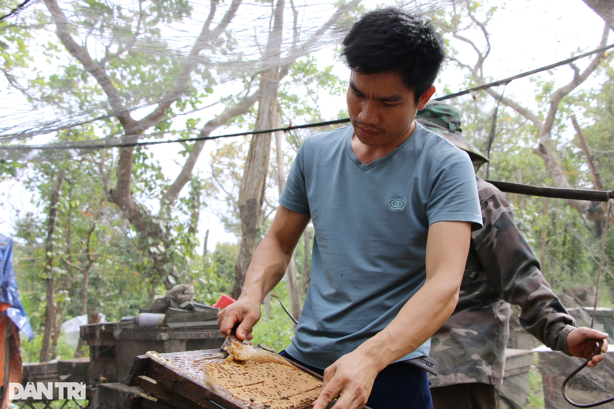 Anh Tuấn phấn khởi nói: "Năm nay thời tiết khá thuận lợi, hoa nở dài ngày nên ong rất khỏe, cho mật tốt. Ngoài sản lượng mật đạt, giá mật ong bán sỉ cũng đang ở mức cao đã giúp người nuôi ong có thêm động lực bước vào vụ mật mới".