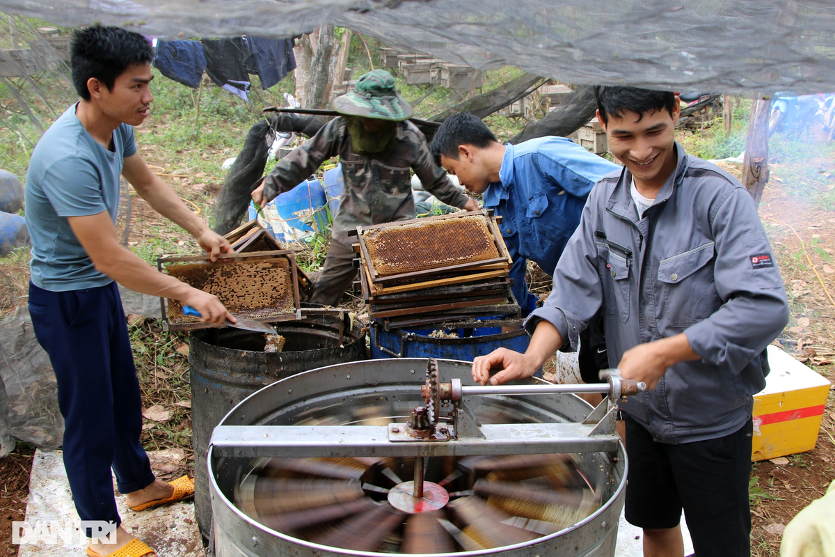 Lựa chọn những vườn điều, vườn cà phê tại xã Đắk Ru (huyện Đắk R'lấp, tỉnh Đắk Nông) để đặt ong, năm nay, anh Nông Văn Tuấn (trú tại tỉnh Bắc Giang) đã có đợt quay mật đầu tiên, sớm hơn những năm trước gần 1 tháng.