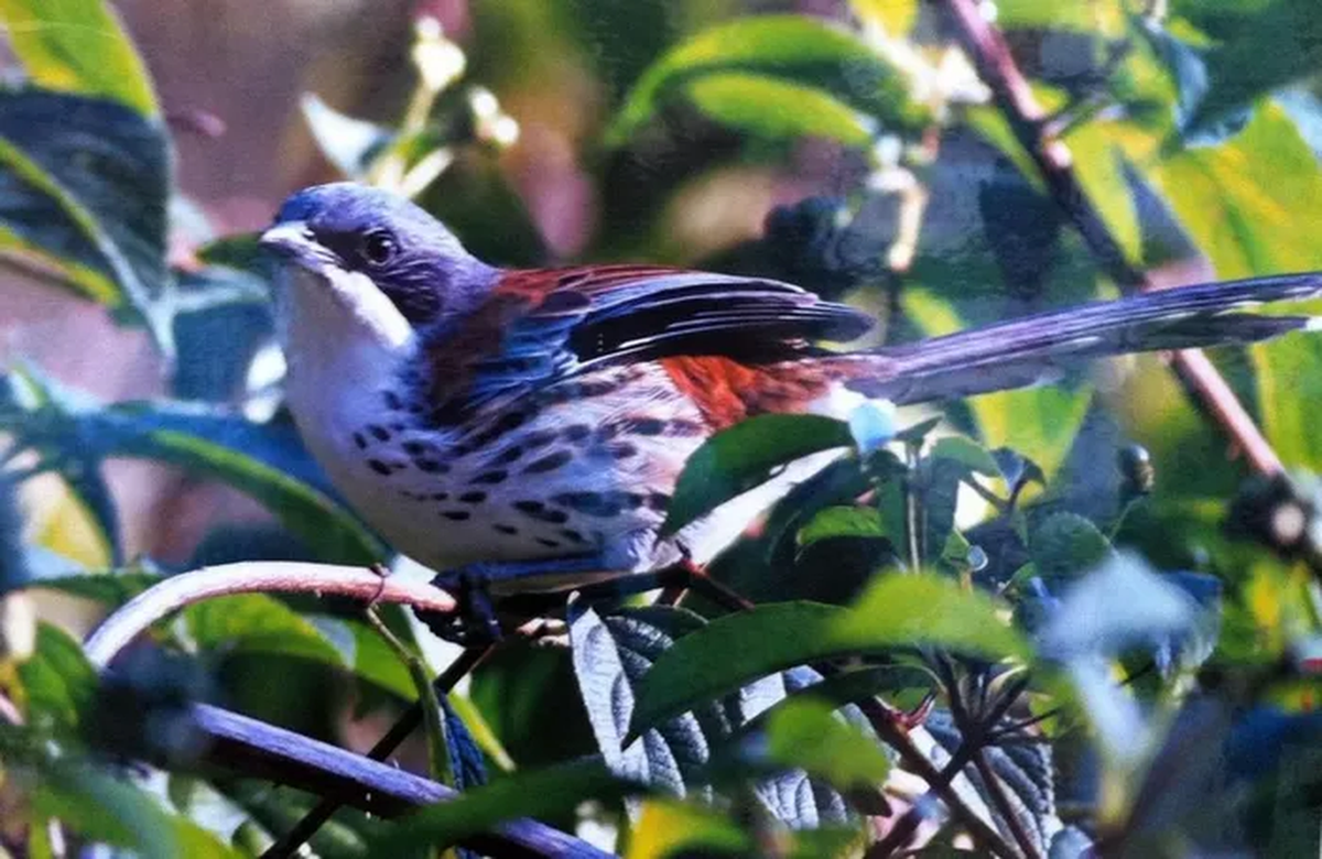 Năm 2009, trong chuyến nghiên cứu thực địa, nhóm nghiên cứu đã phát hiện chim mi núi Bà ở 3 địa điểm mới là Đa Nhim, D’Ran và Đơn Dương (Lâm Đồng), ngoài Khu Bảo tồn Lâm Viên.