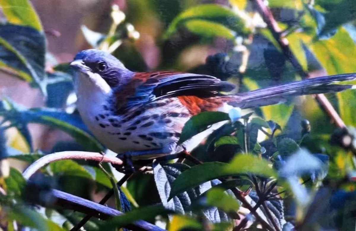 Năm 2009, trong chuyến nghiên cứu thực địa, nhóm nghiên cứu đã phát hiện chim mi núi Bà ở 3 địa điểm mới là Đa Nhim, D’Ran và Đơn Dương (Lâm Đồng), ngoài Khu Bảo tồn Lâm Viên.