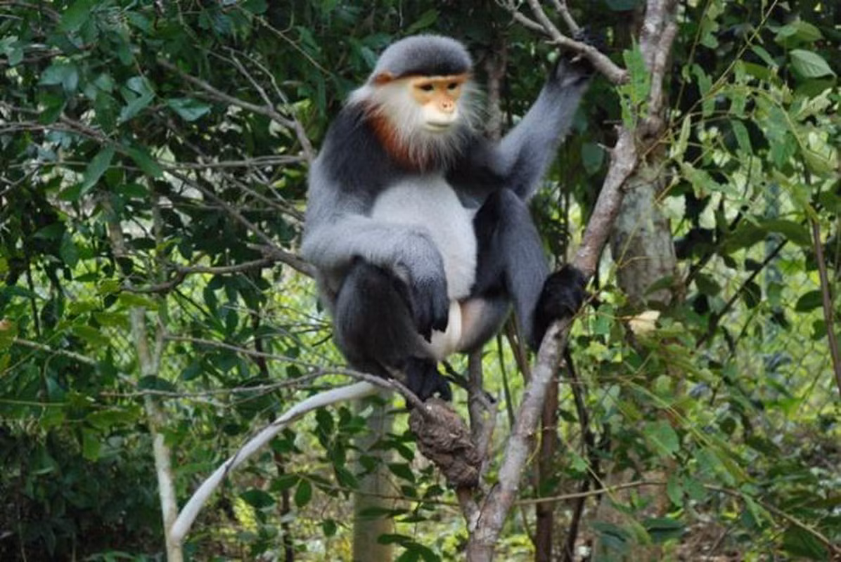 Ông Nguyễn Vĩnh Thành, Hạt trưởng Hạt Kiểm lâm TP Tuy Hòa, xác nhận rằng voọc chà vá chân xám là một loài động vật nguy cấp, quý, hiếm, được xếp vào nhóm IB theo Nghị định số 06/2019/NĐ-CP của Chính phủ về quản lý thực vật rừng và động vật rừng nguy cấp.