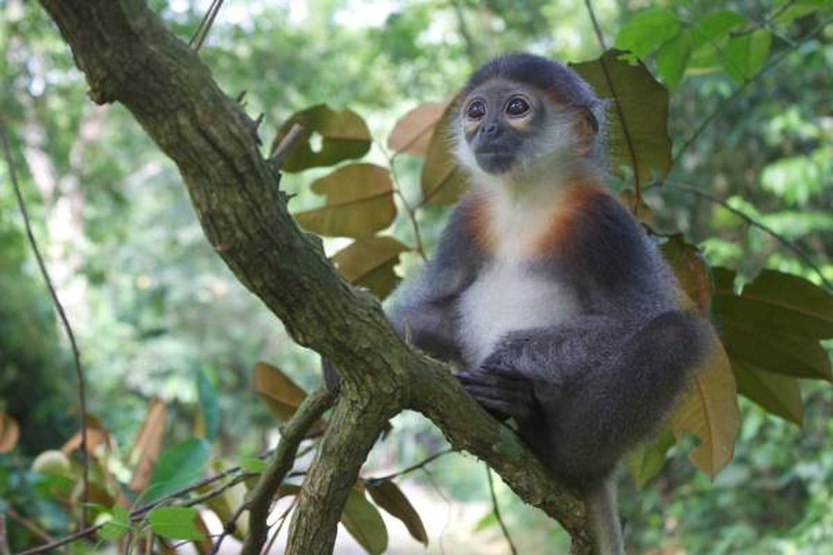 Voọc chà vá chân xám là loài động vật hiếm và có diện phân bố hẹp. Ở nước ta, loài voọc chà vá chân xám chỉ có ở một số tỉnh như Quảng Nam, Kon Tum, Chư Yang Sin, Konkakinh, Chư Mom Ray, Bình Định.