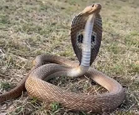 Sự việc này cũng nhấn mạnh tầm quan trọng của việc thường xuyên kiểm tra những đồ vật trong nhà để tránh những tình huống nguy hiểm không mong muốn.