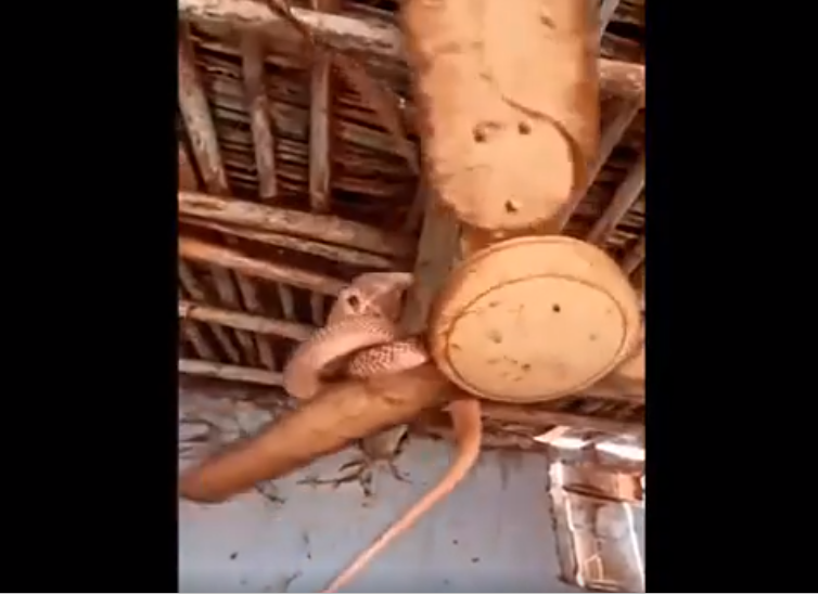 Chuyển động không ngừng của chiếc quạt tạo ra mối nguy hiểm, vì con quái thú có thể rơi xuống bất cứ lúc nào.