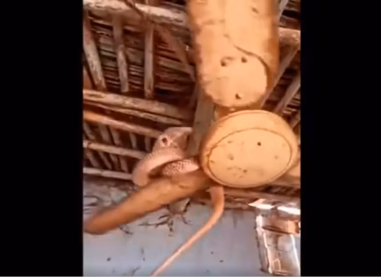 Chuyển động không ngừng của chiếc quạt tạo ra mối nguy hiểm, vì con quái thú có thể rơi xuống bất cứ lúc nào.