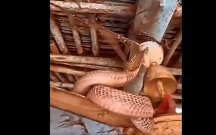 Cảnh tượng này đã thu hút sự chú ý của 2 triệu lượt xem và khoảng 51.000 lượt thích trong vòng 5 ngày.