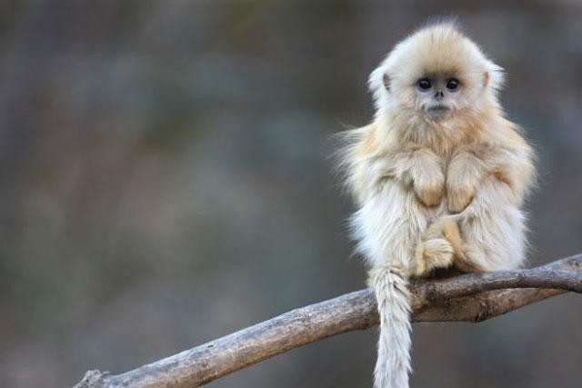 8. Khỉ mũi hếch: Sống ở Châu Á, chúng có mũi ngắn hướng về phía trước và bộ lông dày.