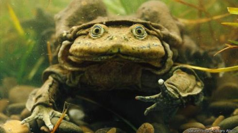 3. Ếch Titicaca: Loài động vật kỳ quái này chỉ sống ở hồ Titicaca, Nam Mỹ, với lớp da đặc biệt giúp chúng hấp thụ được nhiều ôxy hơn.