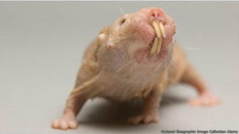 5. Chuột trũi trụi lông: Chuột trũi thợ là một trong hai loài có vú sống quần cư, chúng không mắc bệnh ung thư.