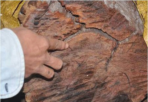 Phat sot thu choi quan tai bac ty cua nha giau Viet-Hinh-3