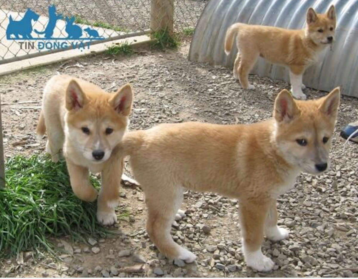 Dingo Đông Dương rất thông minh, nhanh nhẹn, ưa khám phá và tính phòng thủ rất cao. Chúng còn nhiều bản tính hoang dã nhưng khi đã xác nhận chủ thì cực kì trung thành, trong điều kiện nuôi tốt chó Đông Dương có tuổi thọ từ 12-15 năm tuổi.