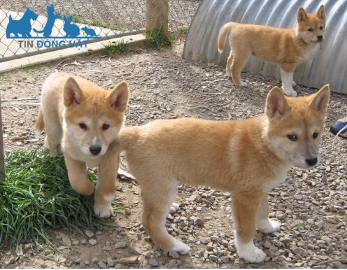 Dingo Đông Dương rất thông minh, nhanh nhẹn, ưa khám phá và tính phòng thủ rất cao. Chúng còn nhiều bản tính hoang dã nhưng khi đã xác nhận chủ thì cực kì trung thành, trong điều kiện nuôi tốt chó Đông Dương có tuổi thọ từ 12-15 năm tuổi.