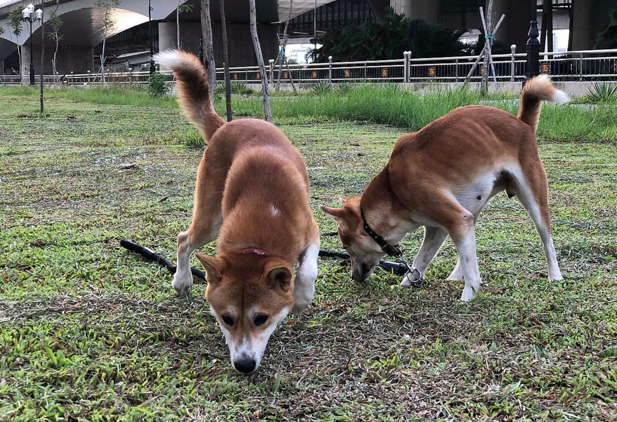 Dingo Đông Dương có nhiều đặc điểm khá đặc biệt như trung thành và săn mồi rất giỏi. Thậm chí, nhiều câu chuyện còn kể lại rằng, ai nuôi chó Lài trong nhà thì không sợ thiếu thịt thú rừng để ăn.