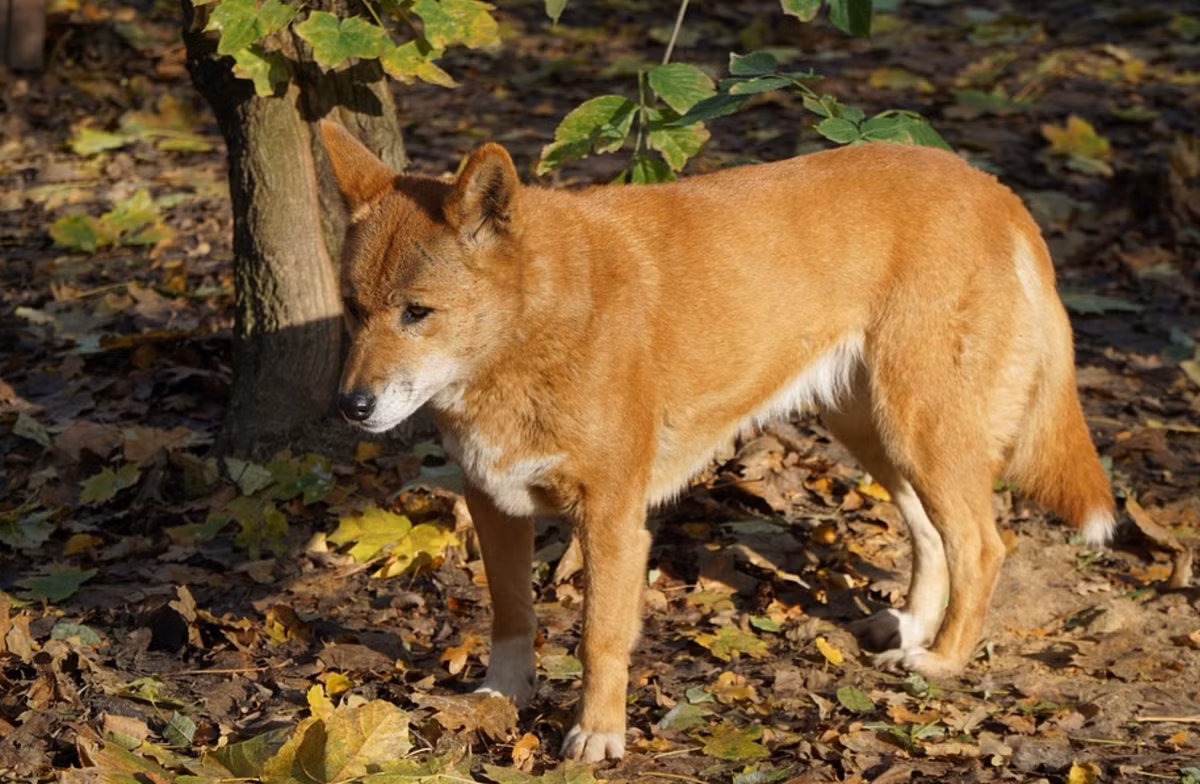 Indochina Dingo thuộc nhóm chó săn tự nhiên được người dân trên bán đảo Đông Dương nuôi từ hơn 5000 năm trước. Trong quá trình mở rộng văn hoá Á-Úc, tổ tiên loài Dingo đã được mang sang châu Úc theo các đoàn thuyền buôn hoạt động giữa các vùng biển thuộc quần đảo Nam Dương, và chúng được mang theo để làm thực phẩm chứ không phải làm vật nuôi…