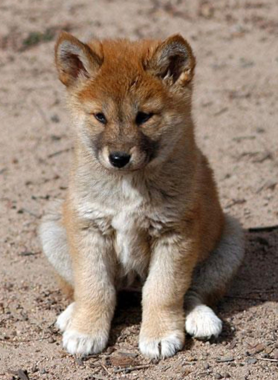 Thông minh và trung thành là 2 đặc điểm tính cách của giống chó này. Chúng sẵn sàng hi sinh để bảo vệ chủ nhật cho dù kẻ thù có lớn tới đâu. Các giác quan của chó nhạy bén và rất linh động. Có lẽ vì vậy mà chúng được lựa chọn để canh gác nhà cửa.