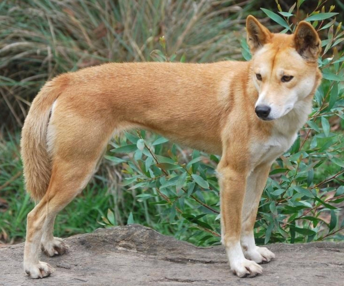 Dingo Đông Dương có chung tổ tiên với loài Dingo Úc (Canis lupus dingo) và Dingo Newguinea. Các nhà nghiên cứu, bảo tồn của Úc đã phát hiện, nghiên cứu và đưa ra tiêu chuẩn của loài Dingo này.