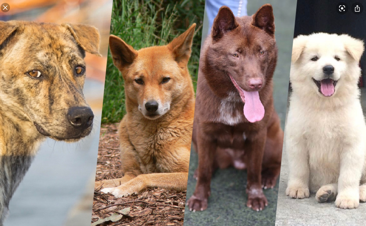 Cùng với chó Bắc Hà, chó Phú Quốc, chó H'Mông Cộc, Dingo Đông Dương được mệnh danh là Tứ đại Quốc khuyển của Việt Nam.