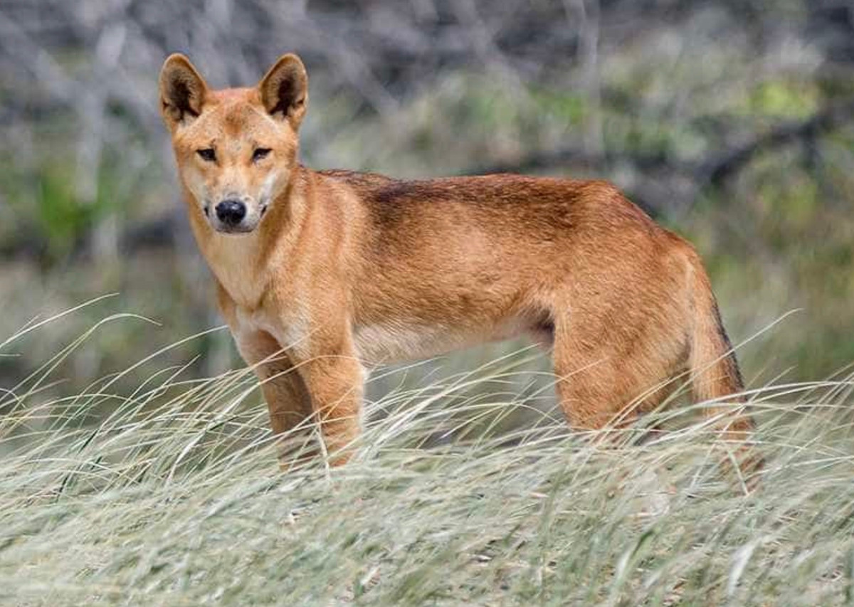 Trải qua hàng ngàn năm bị bỏ hoang ở một châu lục tách biệt (châu Úc), giống chó Dingo đã quay lại đời sống hoang dã và trở nên rất nguy hiểm đối với con người. Thực tế, nguồn gốc của nó chính là giống chó cổ của bán đảo Đông Dương.