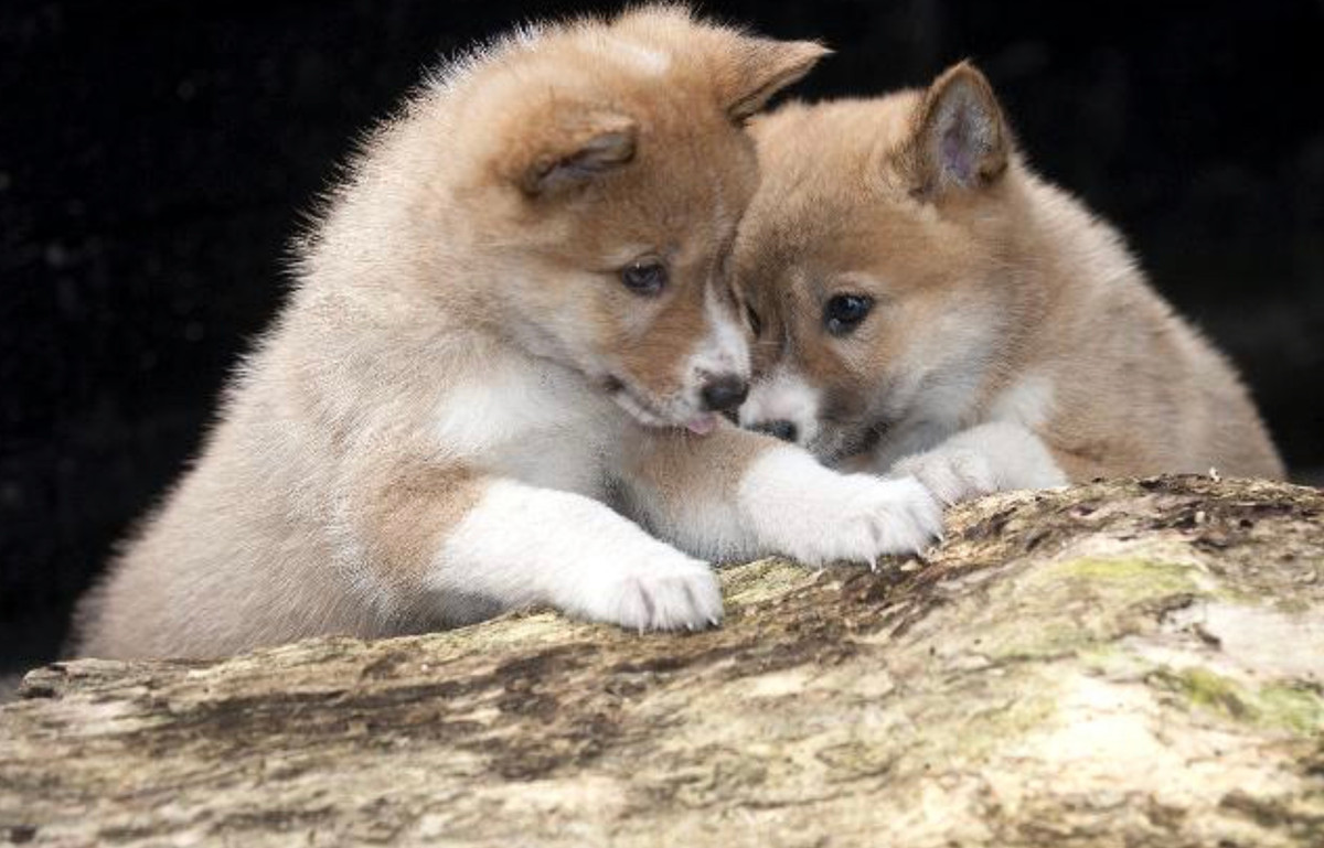 Vốn là giống chó đặc hữu của Việt Nam, nên Dingo Đông Dương thích nghi với khí hậu nóng ẩm mưa nhiều. Chúng có tính cách nghịch ngợm và hiếu động nên nuôi chúng trong căn hộ là hơi khó khăn vì có thể chúng sẽ cắn phá đồ đạc và nghịch ngợm lung tung.